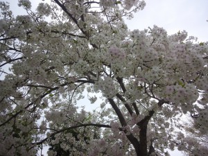 sakura