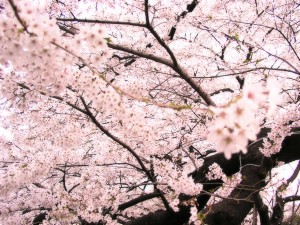 sakura