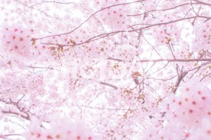 sakura